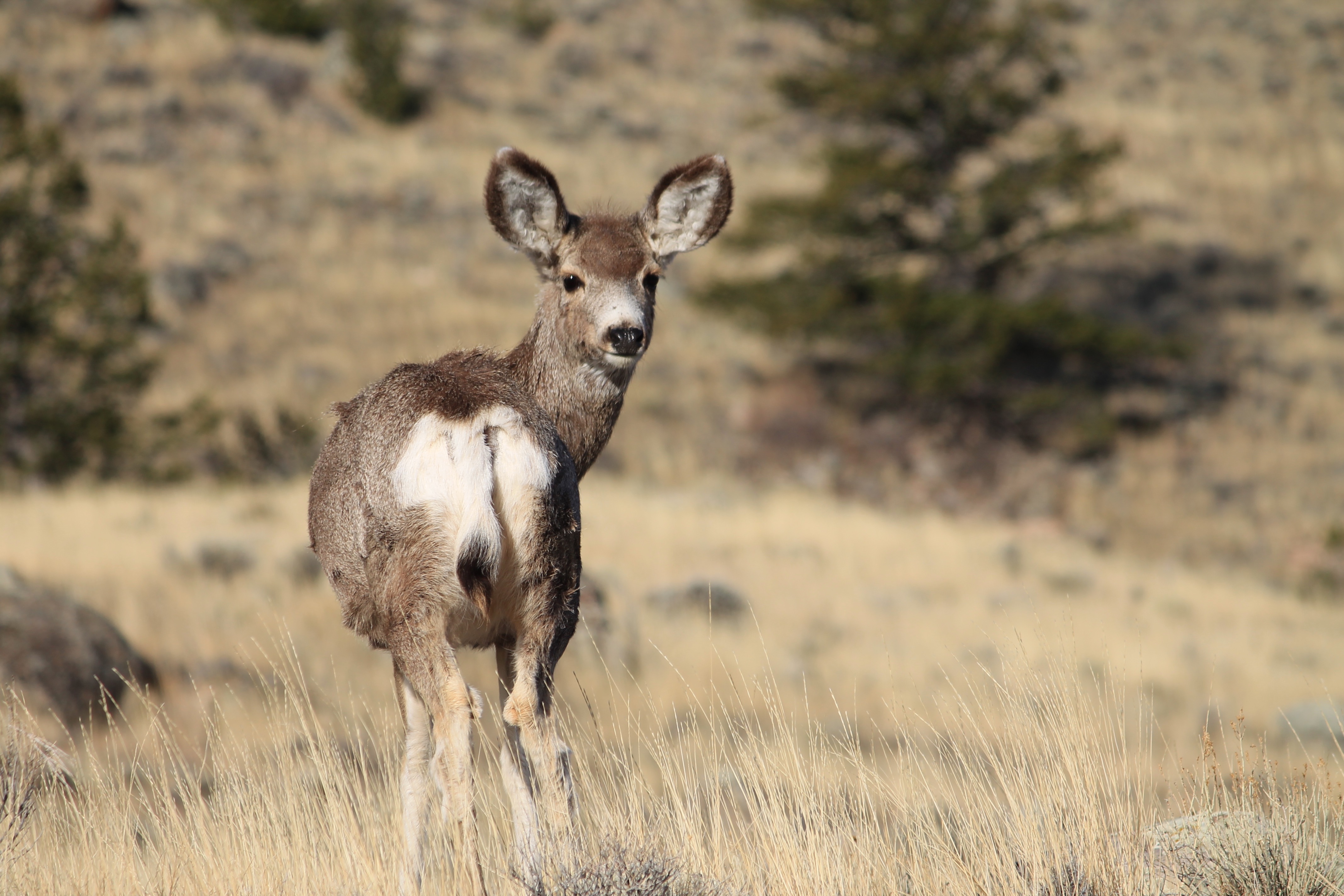 Artemis releases report highlighting vital connection between mule deer ...