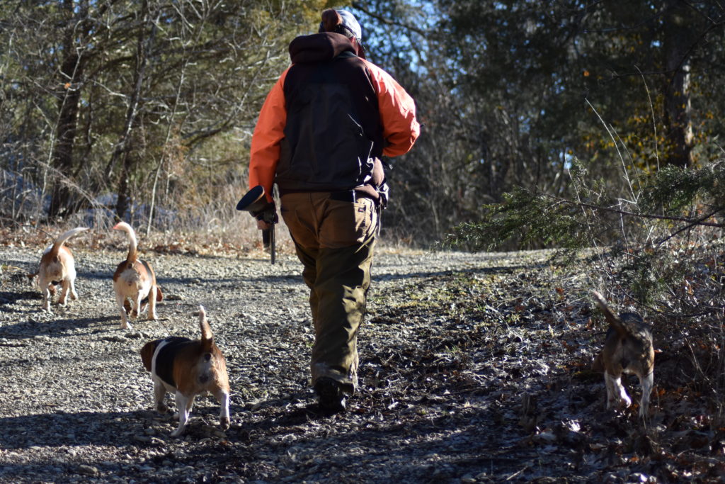 The sound of hounds…why I'm a rabbit hunter : Artemis