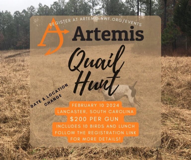 South Carolina Quail Hunt | Artemis : Artemis